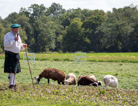 Sheep (& Duck) Herding Demonstrations